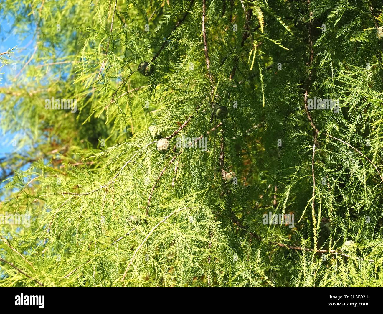 Green bald cypress tree Cupressaceae Stock Photo