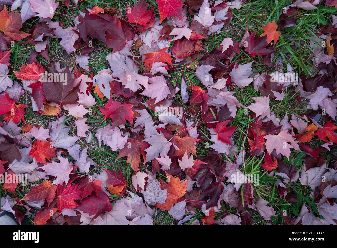 Colorful fallen maple leaves hi-res stock photography and images - Alamy