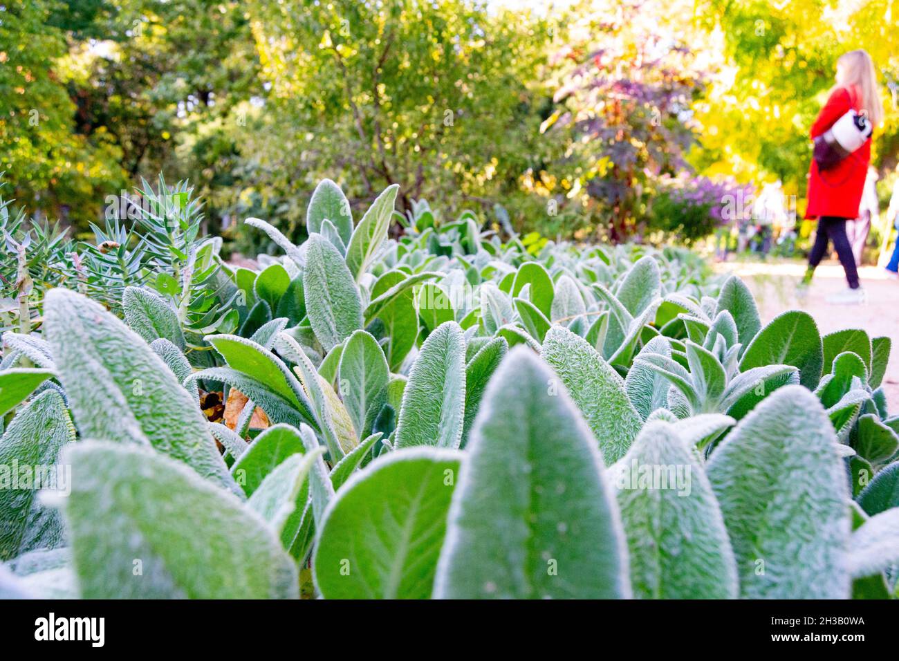 Green plants with white hairs giving a sensation of cold, in the Real Jardín Botánico de Madrid, in Spain. Europe. Horizontal photography. Stock Photo