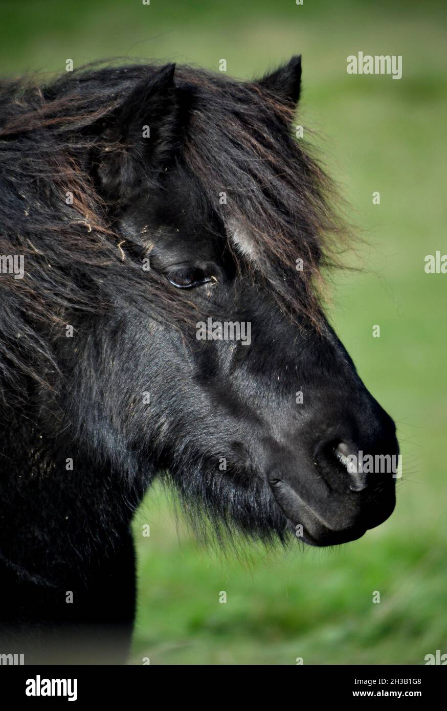 Close up of black Shetland pony in a field Stock Photo