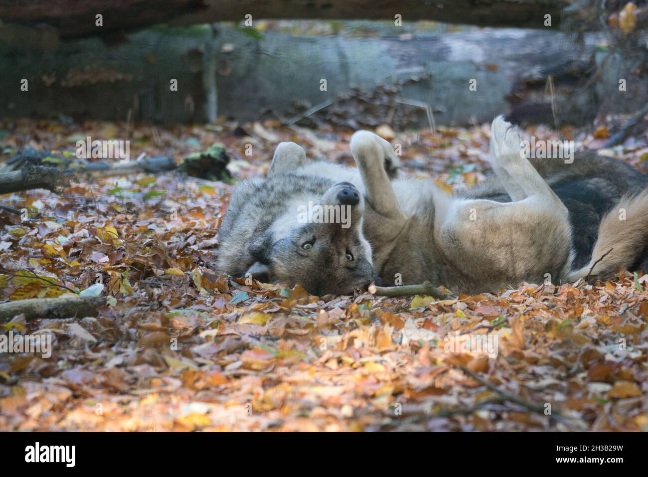 mongolian wolf in a deciduous forest close up. relaxed animals that are  beautiful to watch Stock Photo - Alamy