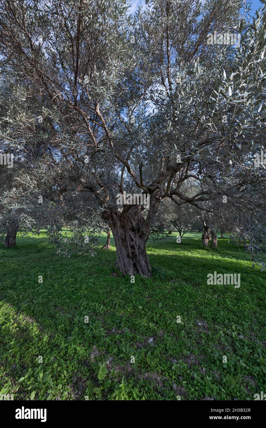 Olive grove calabria italy hi-res stock photography and images - Alamy