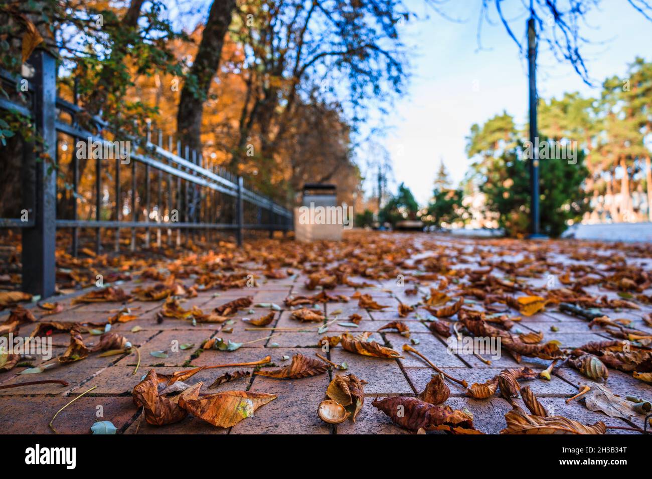 a pathway covered with autumn fallen leaves in the park Stock Photo
