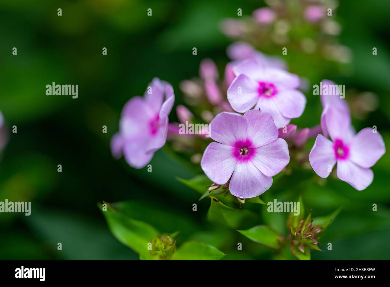 Closeup shot of a pink garden phlox flowering plant isolated against blurred background Stock Photo