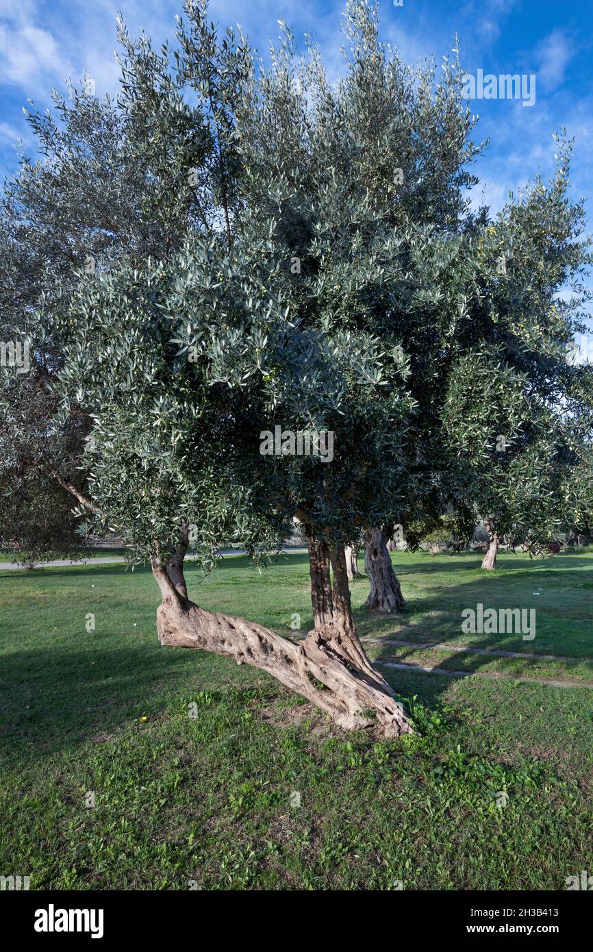 Olive grove calabria italy hi-res stock photography and images - Alamy