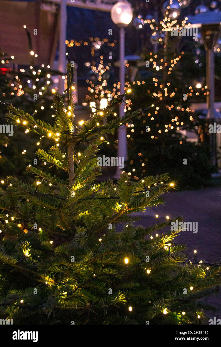 christmas trees with bokeh lights at christmas market (Christkindlmarkt) at Merano, South Tyrol/Italy (Meran, Südtirol) Stock Photo