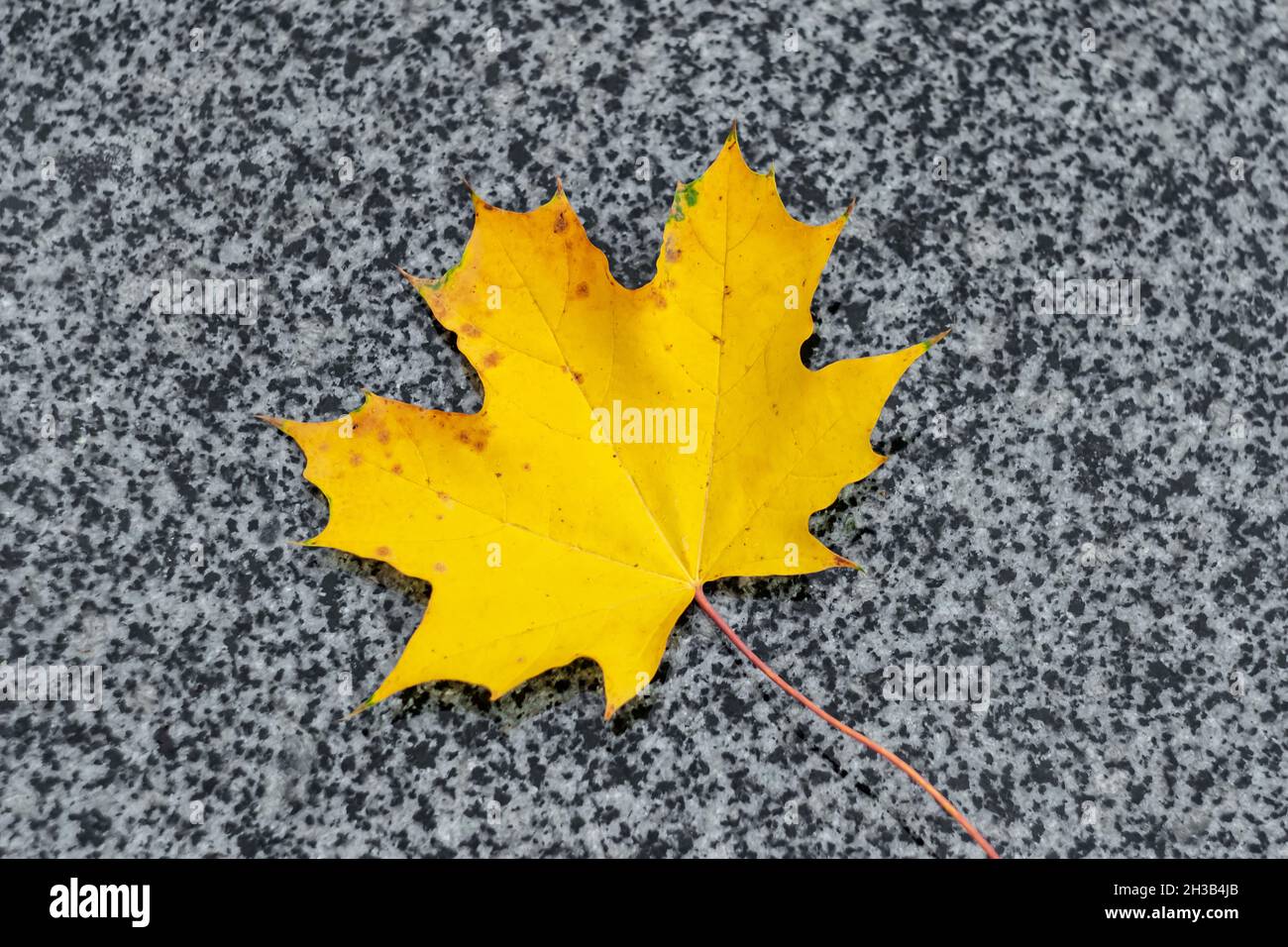 Maple yellow leaf on the gray granite. Fall background. Autumn, October Stock Photo