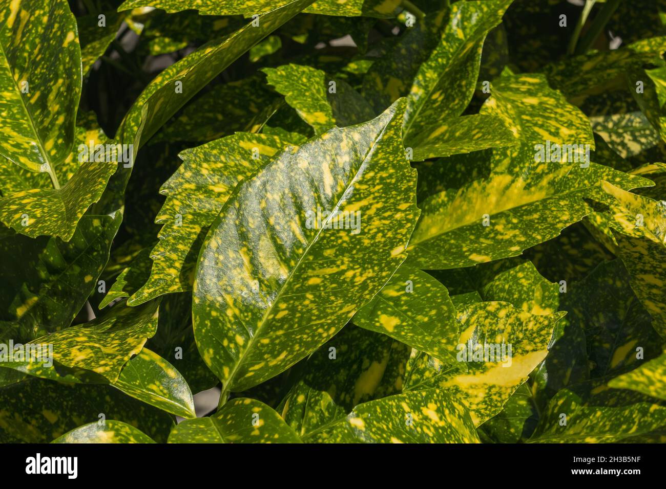 leaves of the spotted laurel plant receiving direct sunlight from the sun outdoors Stock Photo