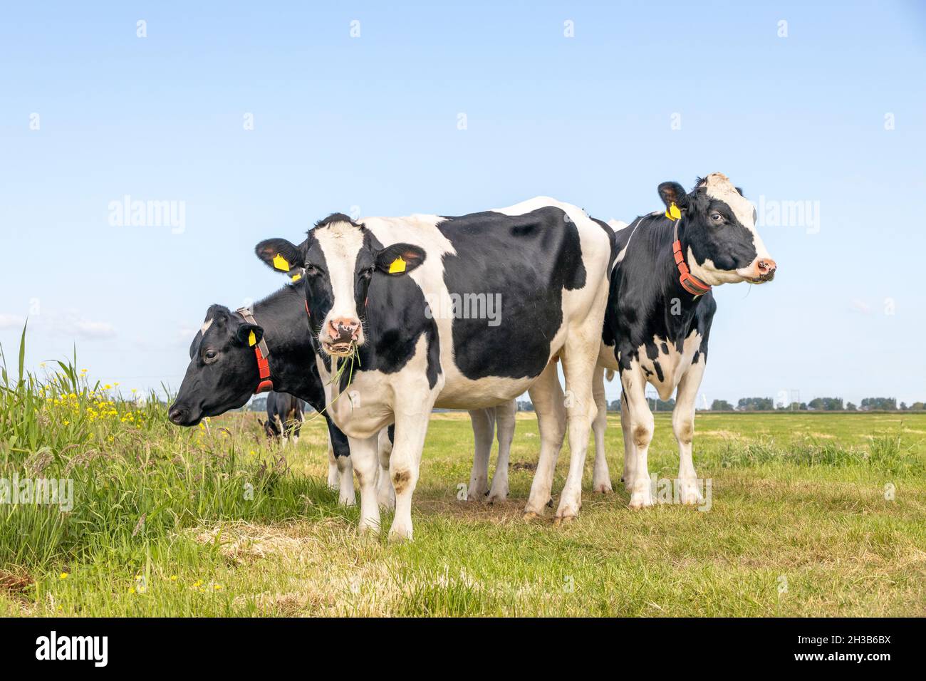 Group cows, three, standing happy grazing in a green field, a blue sky and horizon over land Stock Photo