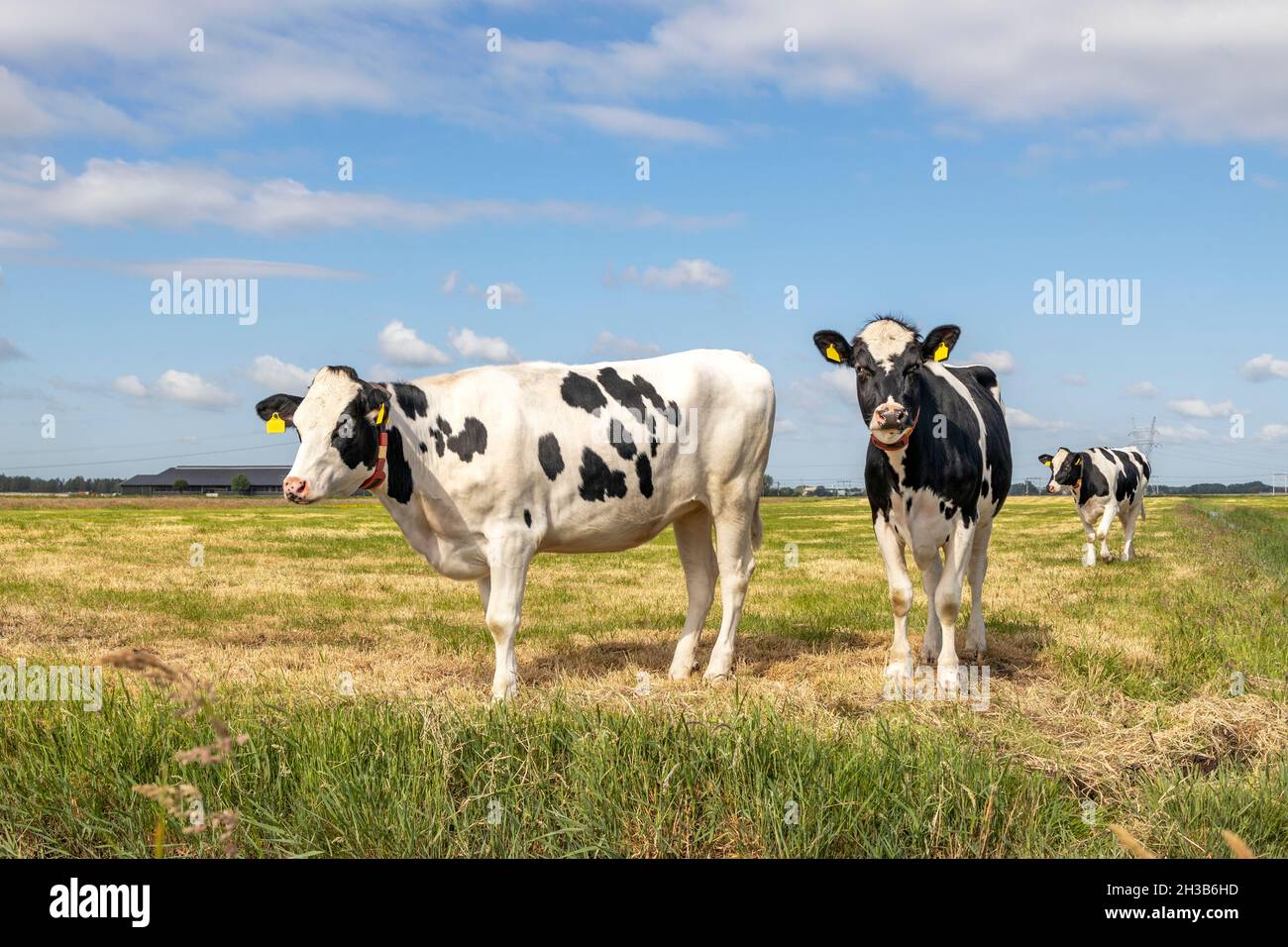 Two cows, frisian holstein black and white, standing in a pasture under a blue sky and horizon over land. Stock Photo
