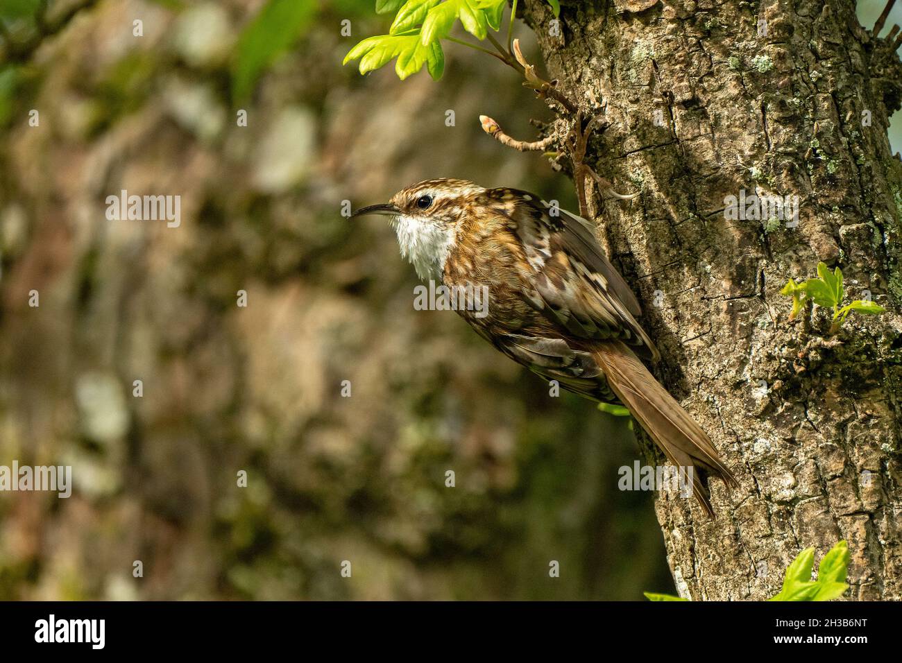 Treecreeper-Certhia familiaris. Stock Photo