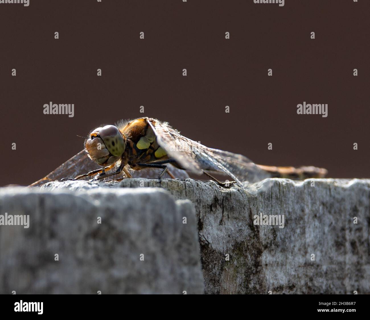 Close-up shot of an Odonata on a wooden surface on a blurred background ...