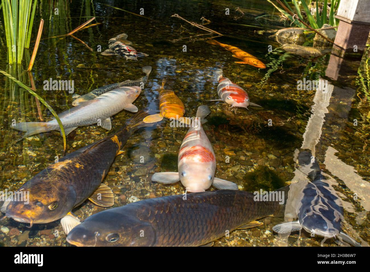 Koi carp in the pond Stock Photo