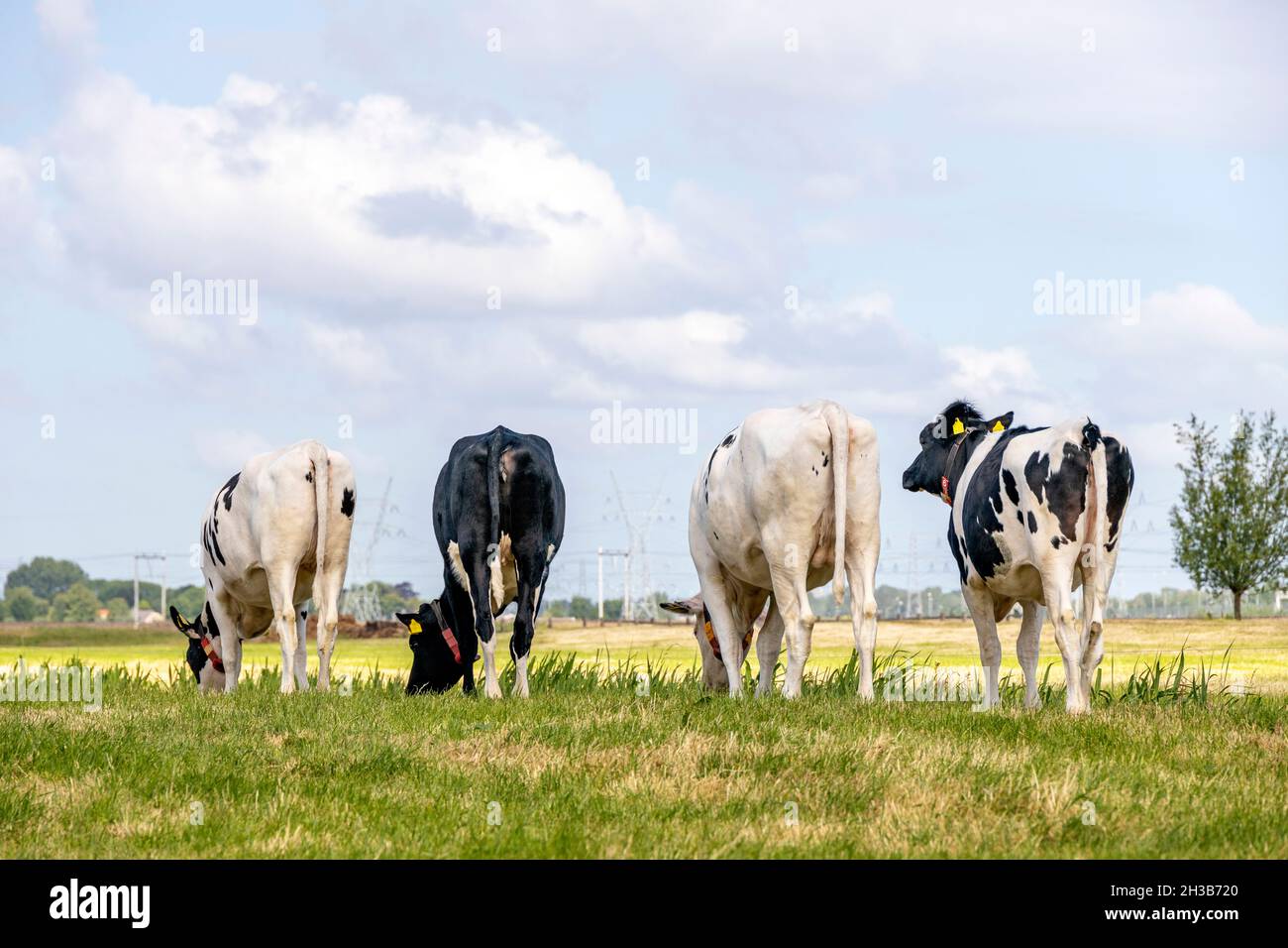 Four cows grazing on row, walking away, seen from behind, stroll towards the horizon, with a soft blue sky with some white clouds. Stock Photo