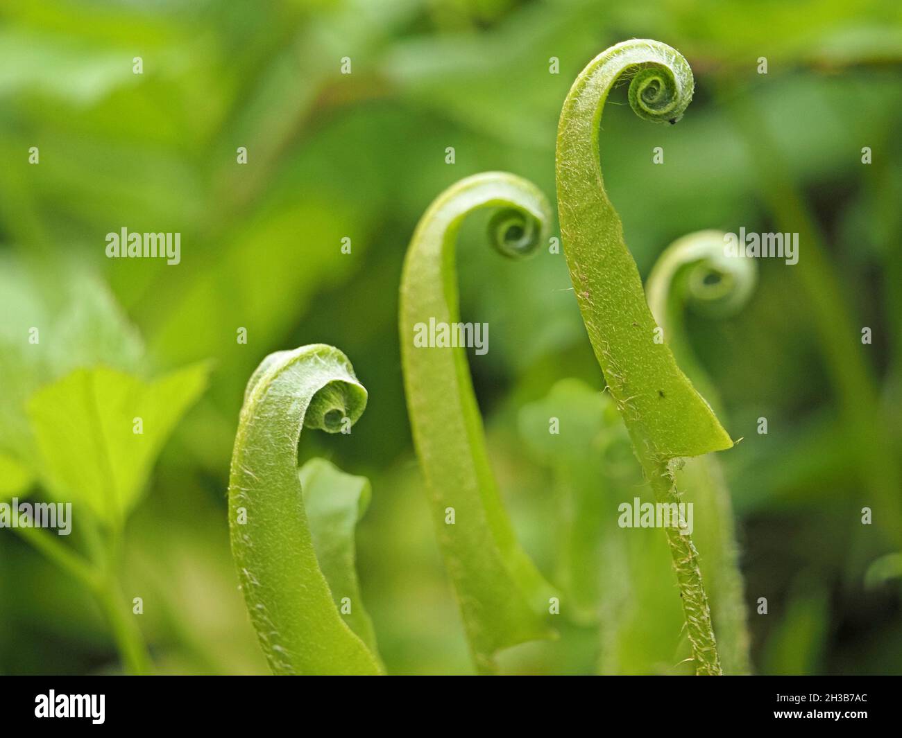 Emerging unfurling fronds (fiddleheads) of Hart’s tongue fern (Asplenium  scolopendrium) create a surrealistic talking heads scene Cumbria, England,UK Stock Photo