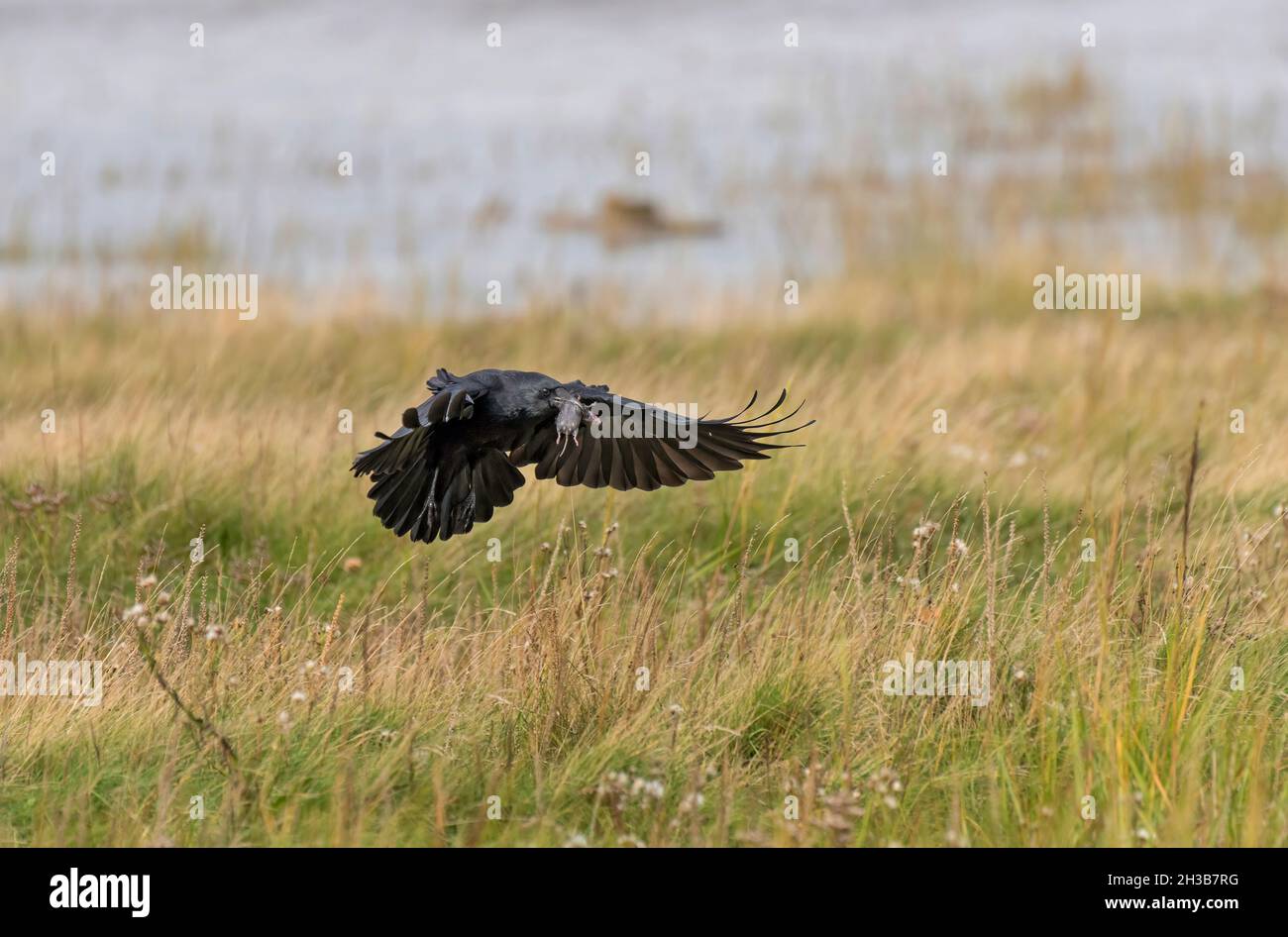 Salt Crow Carrion crow, Corvus corone, with prey, on salt marsh, Morecambe Bay ...