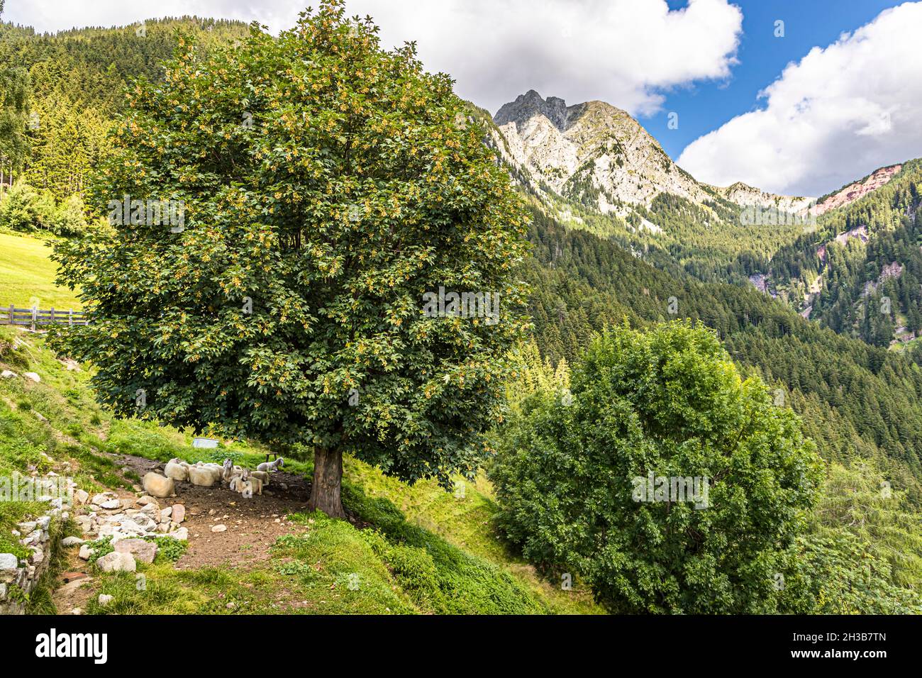 Under a huge maple tree the sheep are having a good time at Via Gsteier, Alto Adige, Italy Stock Photo