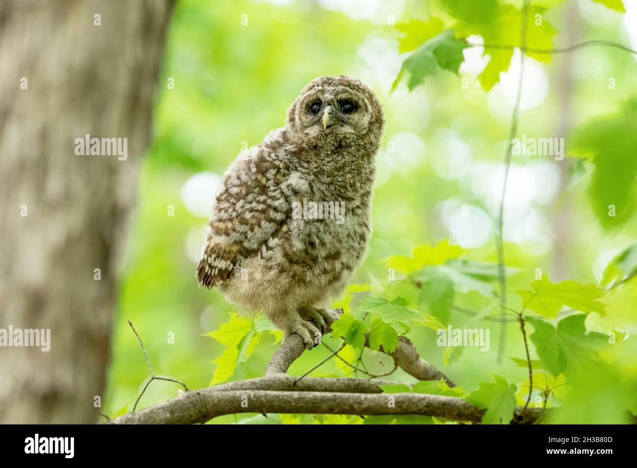 Young barred owlet perched on a branch in the woods Stock Photo