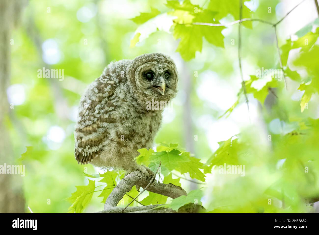 Recently fledged barred owlet perching on a branch Stock Photo