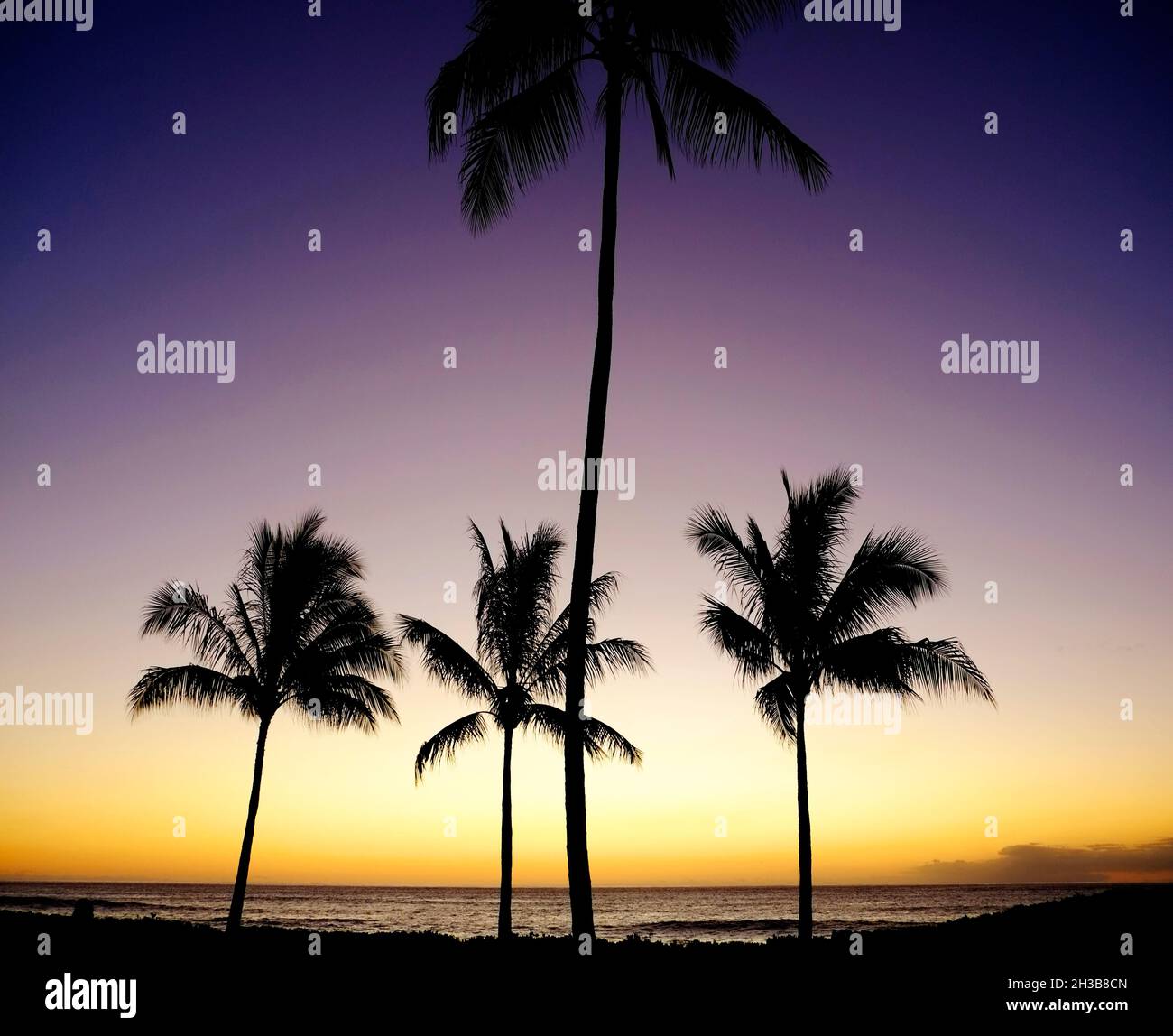 Palm trees at sunset on tropical beach Stock Photo - Alamy