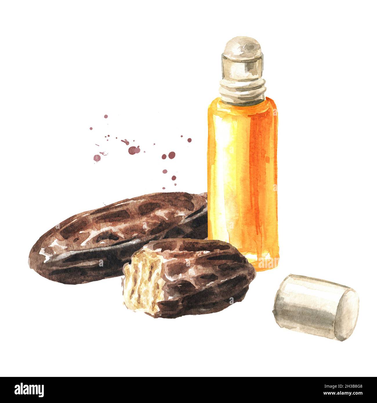 Fragrant aroma tonka bean oil, Watercolor hand drawn illustration