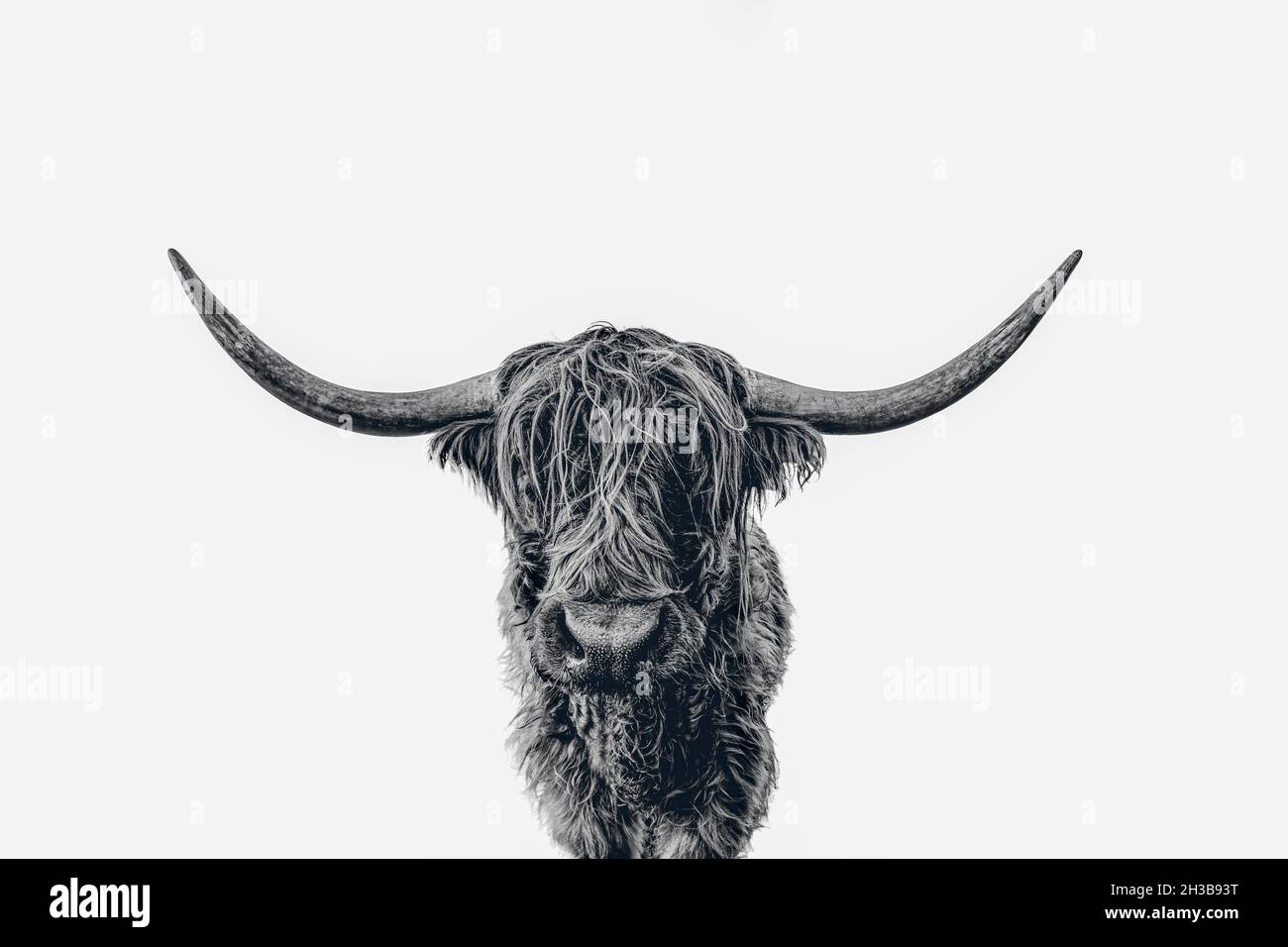 Black and white highland cattle hi-res stock photography and images - Alamy