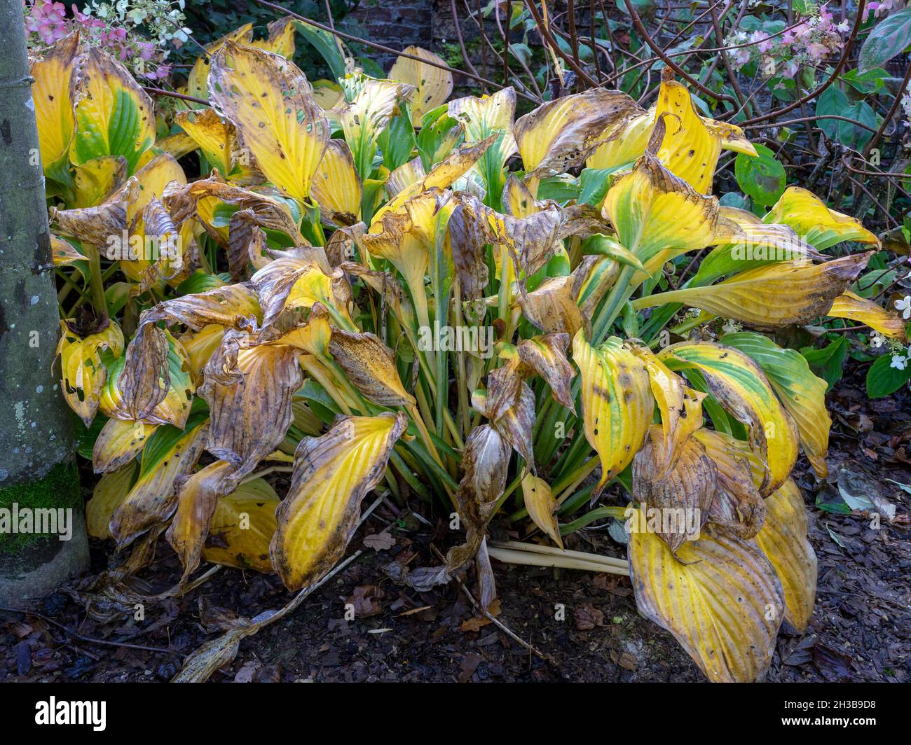 Decaying leaves on a Hosta plant in autumn Stock Photo
