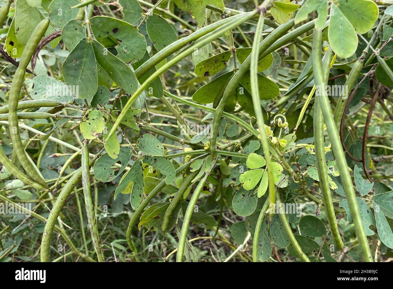 Wild sicklepod (Senna obtusifolia) plants with ripe fruits in autumn season Stock Photo