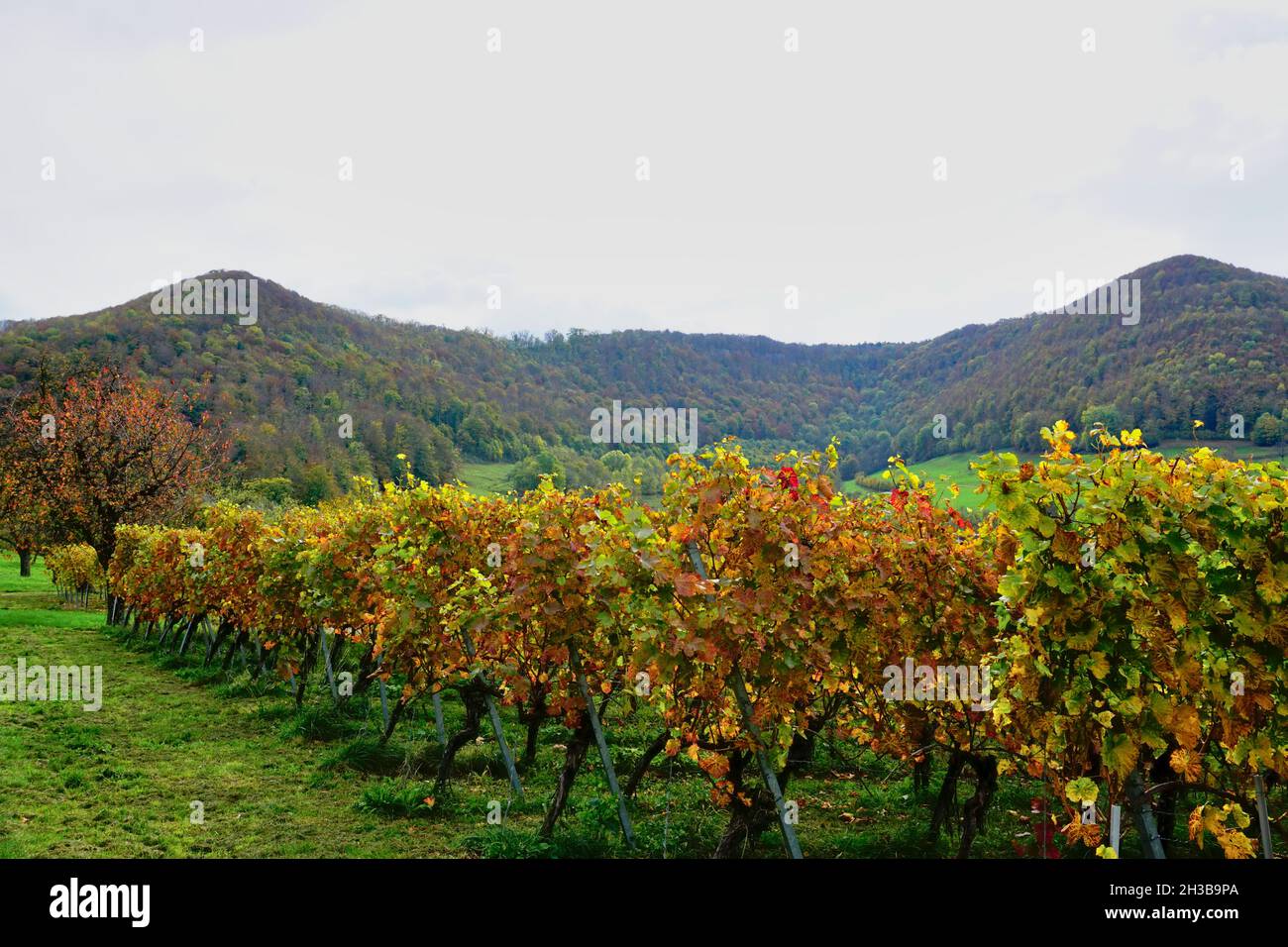 Horizontal shot with discolored leaves of vineyard in front and discolored mountain in background Stock Photo