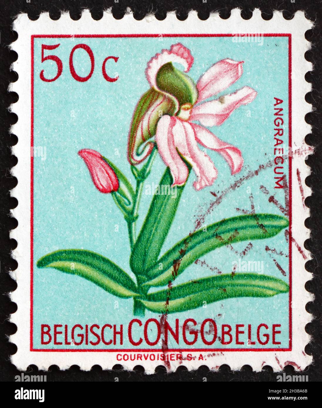 BELGIAN CONGO - CIRCA 1952: a stamp printed in Belgian Congo shows Comet Orchid, Angraecum, Flowering Plant, circa 1952 Stock Photo