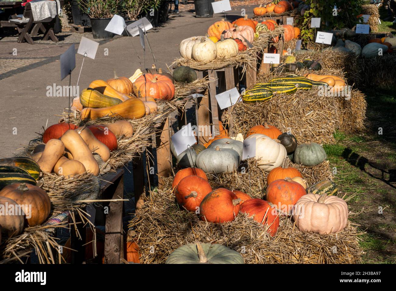 Kürbisausstellung in der Baumschule Späth , Kürbisse, Speisekürbisse, pumpkins, Hofladen, Herbst, Oktober 2021, Treptow, Berlin Stock Photo