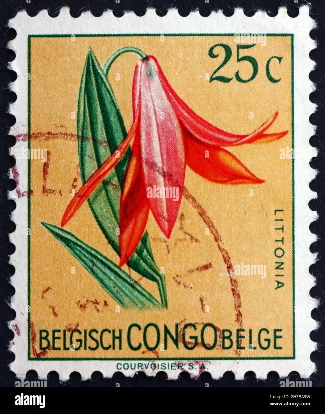 BELGIAN CONGO - CIRCA 1952: a stamp printed in Belgian Congo shows Littonia, Flowering Plant, circa 1952 Stock Photo