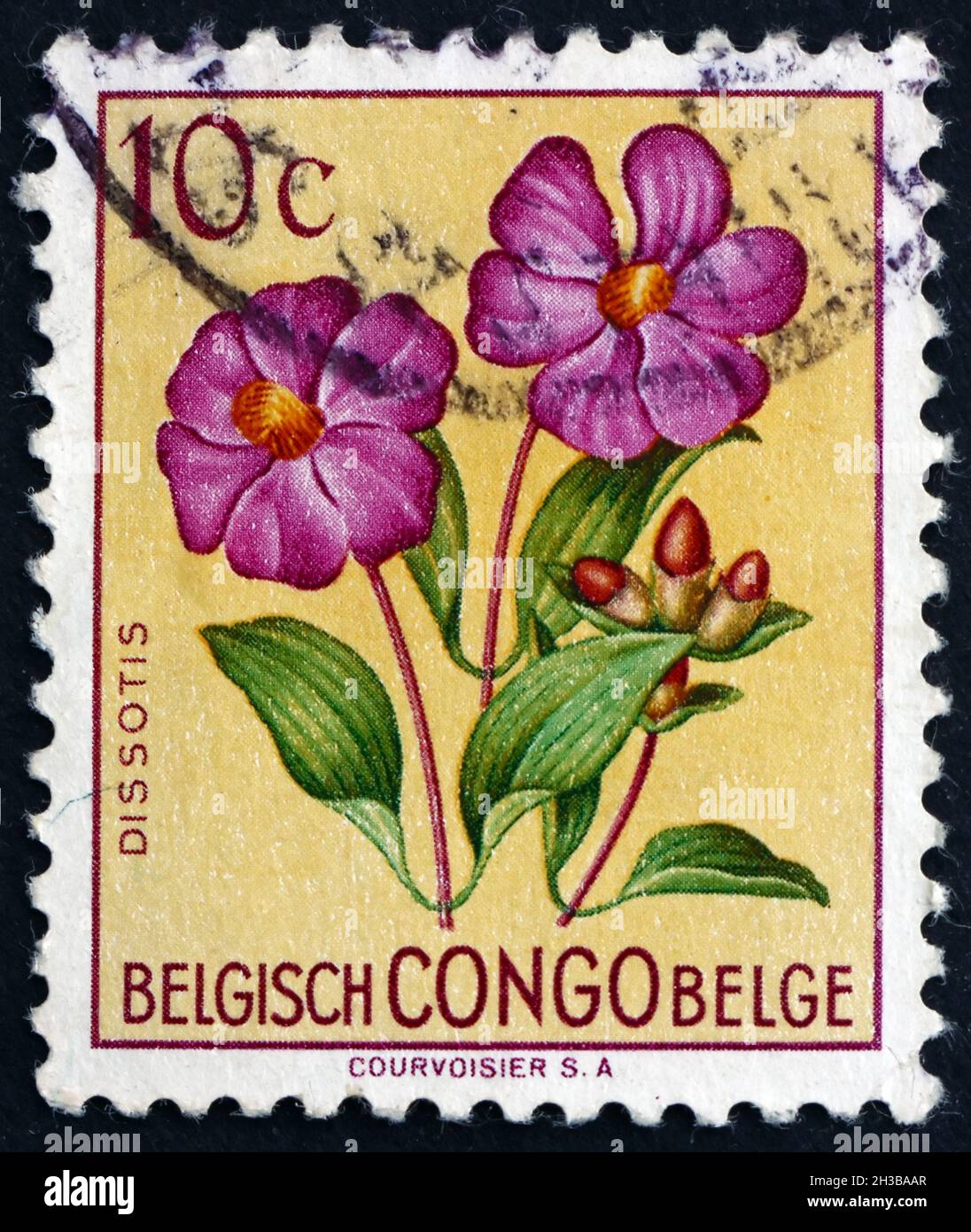 BELGIAN CONGO - CIRCA 1952: a stamp printed in Belgian Congo shows Dissotis, Flowering Plant, circa 1952 Stock Photo