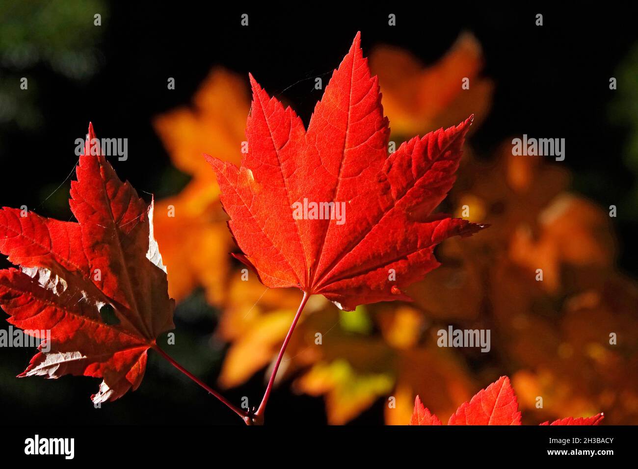 When your maple turns red before its time – The Journal