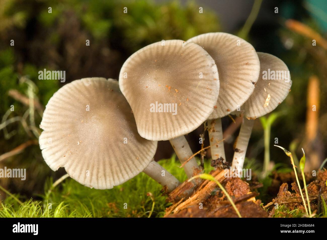 A cluster of tiny Mycena mushrooms, growing from rotted wood in a conifer forest in the Cascade Range of central Oregon, in the autumn. Stock Photo