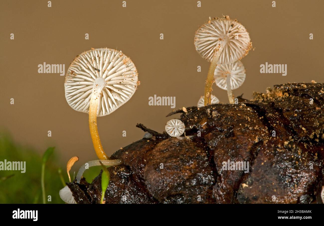 Strobilurus trullisatus, or the Douglas Fir Cone Mushroom, is a tiny Pacific Northwest mushroom fungus that grows almost exclusively from the cones of Stock Photo