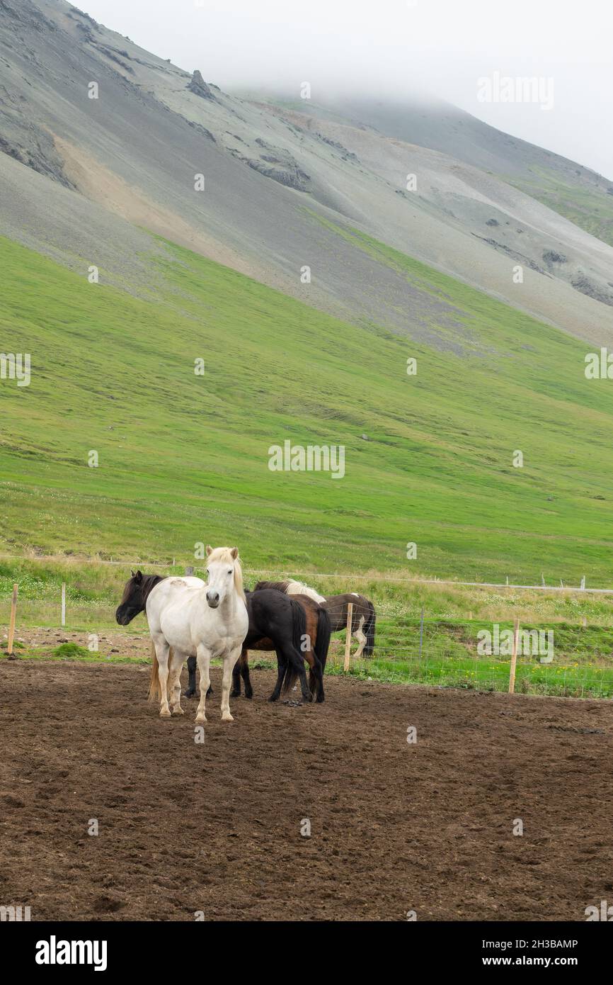 Herd of Icelandic horses in Iceland Stock Photo