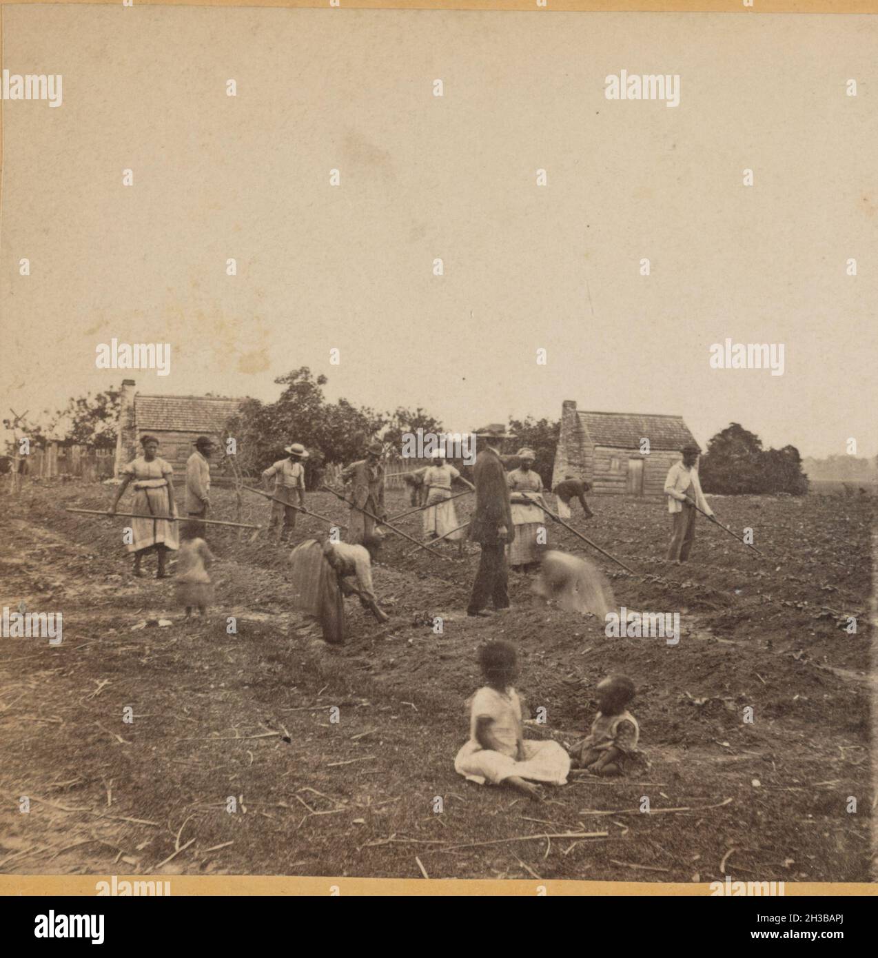 Vintage photograph circa 1863 during the confederacy era showing African American men women and children slaves with a white overseer working on a southern cotton plantation at St. Helena Island, South Carolina  USA Stock Photo