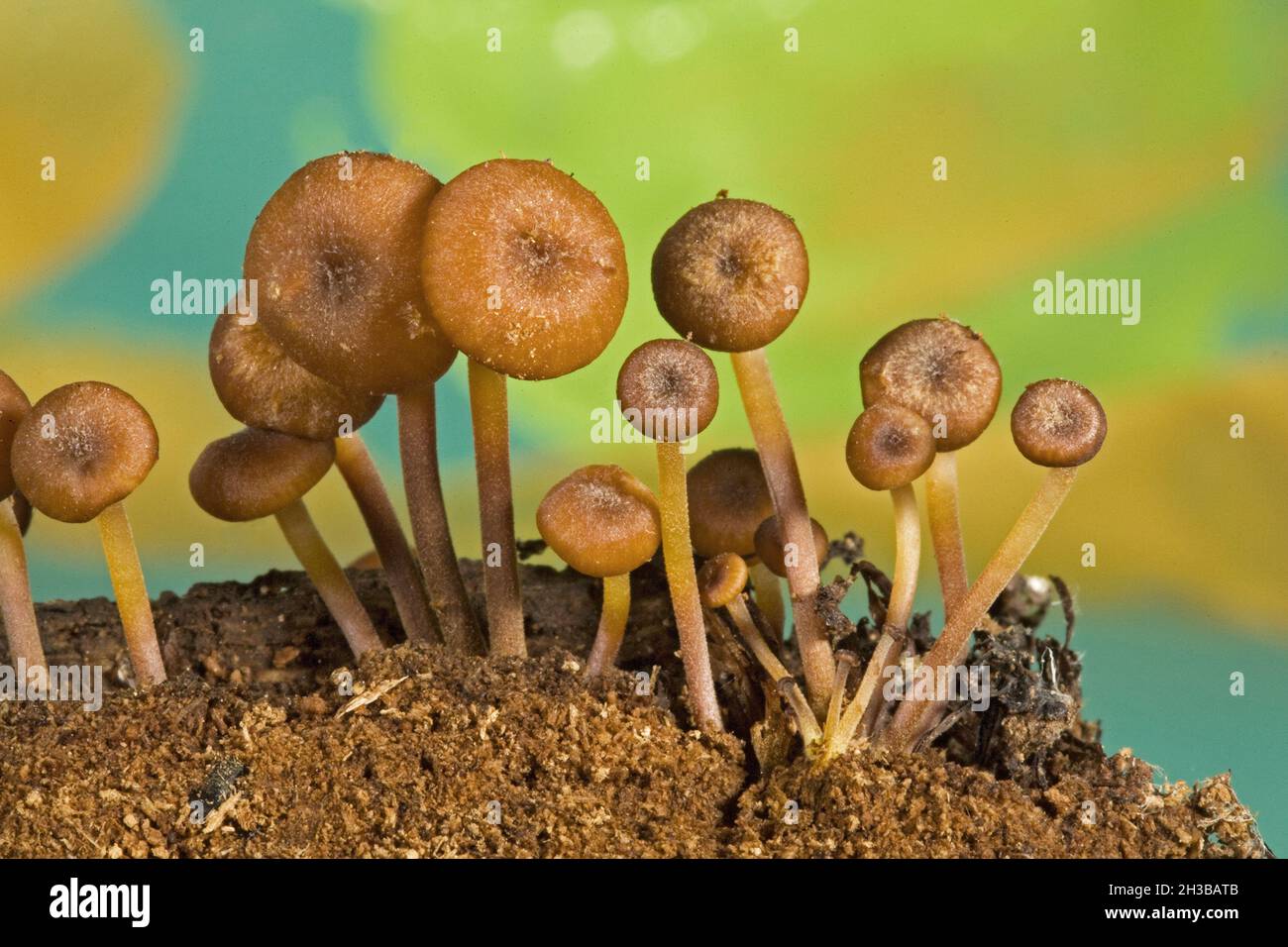 Tiny Xeromphalina campanella mushrooms, also called Omphalina-like mushrooms, growing on a rotted log in the Oregon Cascade Mountains in Autumn. The c Stock Photo