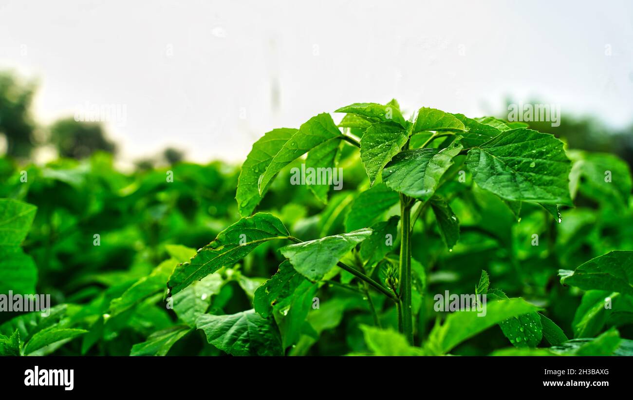 Close up Guar, cluster bean or Cyamopsis tetragonoloba field. Hybrid variety green lentil plant Guar bean plant blooming in the agriculture field Stock Photo