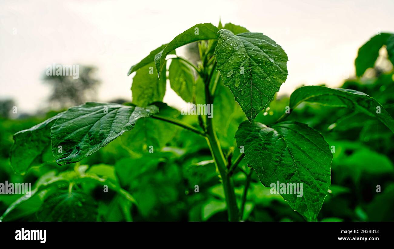 Close up Guar, cluster bean or Cyamopsis tetragonoloba field. Hybrid variety green lentil plant Guar bean plant blooming in the agriculture field Stock Photo
