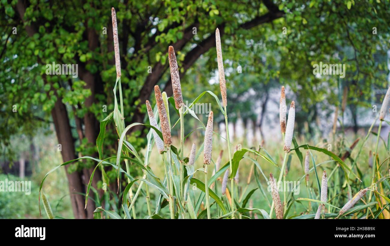 Ripe buds of millet plant. Beautiful Pennisetum glaucum or pearl millet