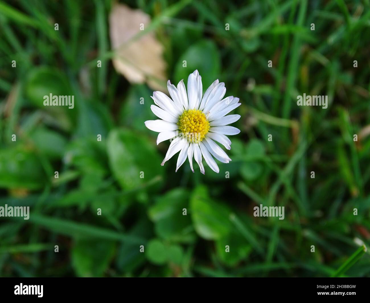 Flower on the grass . Stock Photo