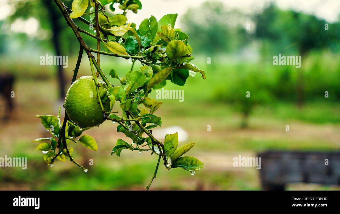 Big lemon hires stock photography and images Alamy