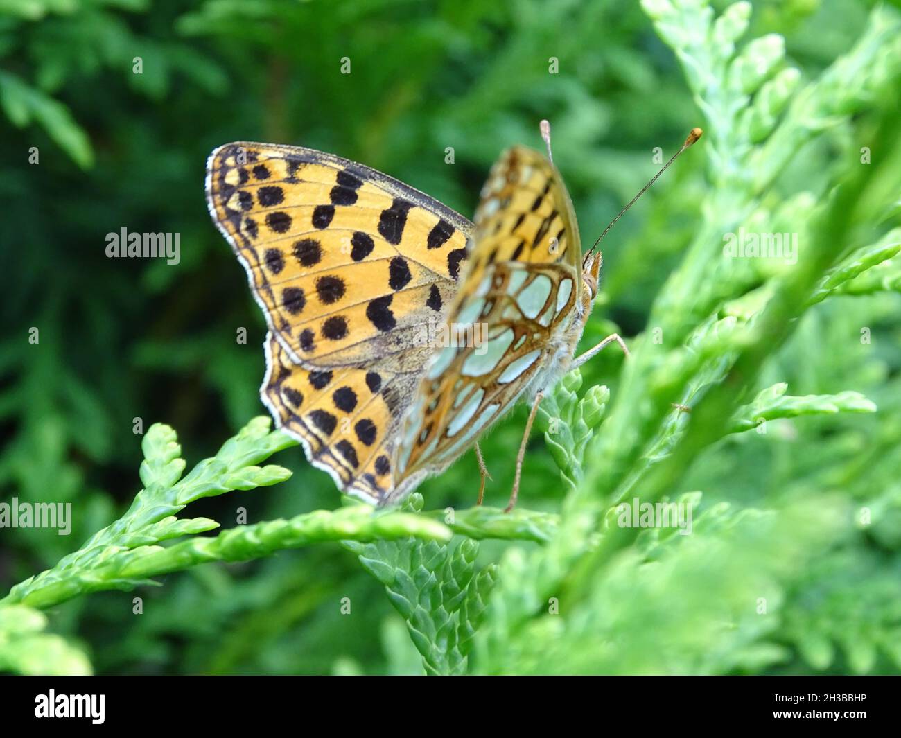 butterfly in germany so beatful Stock Photo