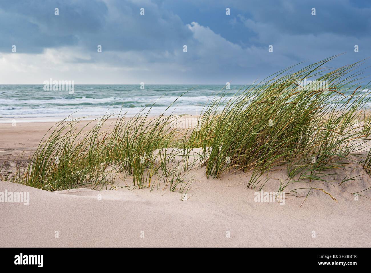 Dune and beach near Hirtshals in Denmark Stock Photo - Alamy