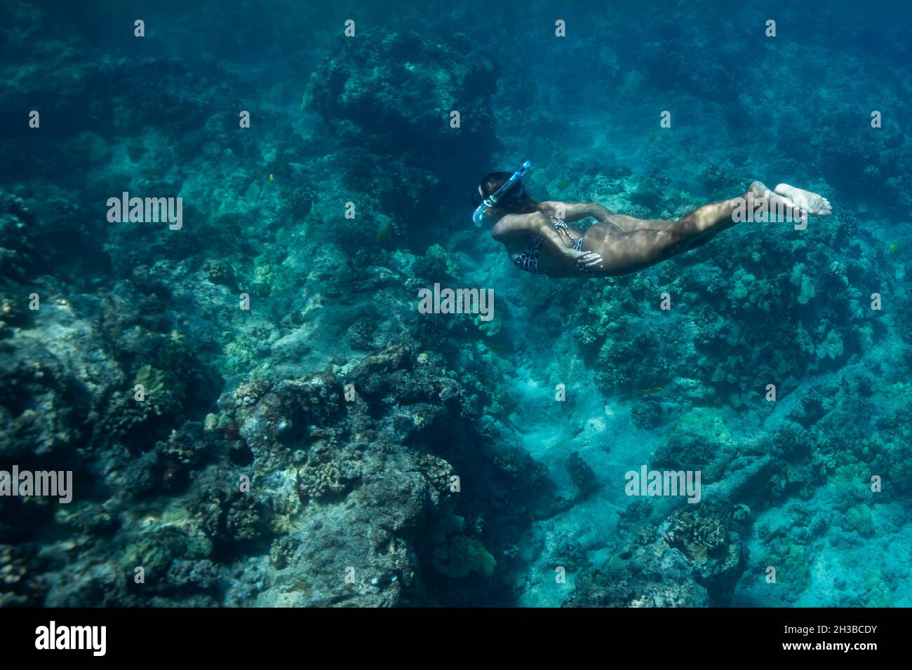 Female swims underwater in blue Hawaiian waters Stock Photo
