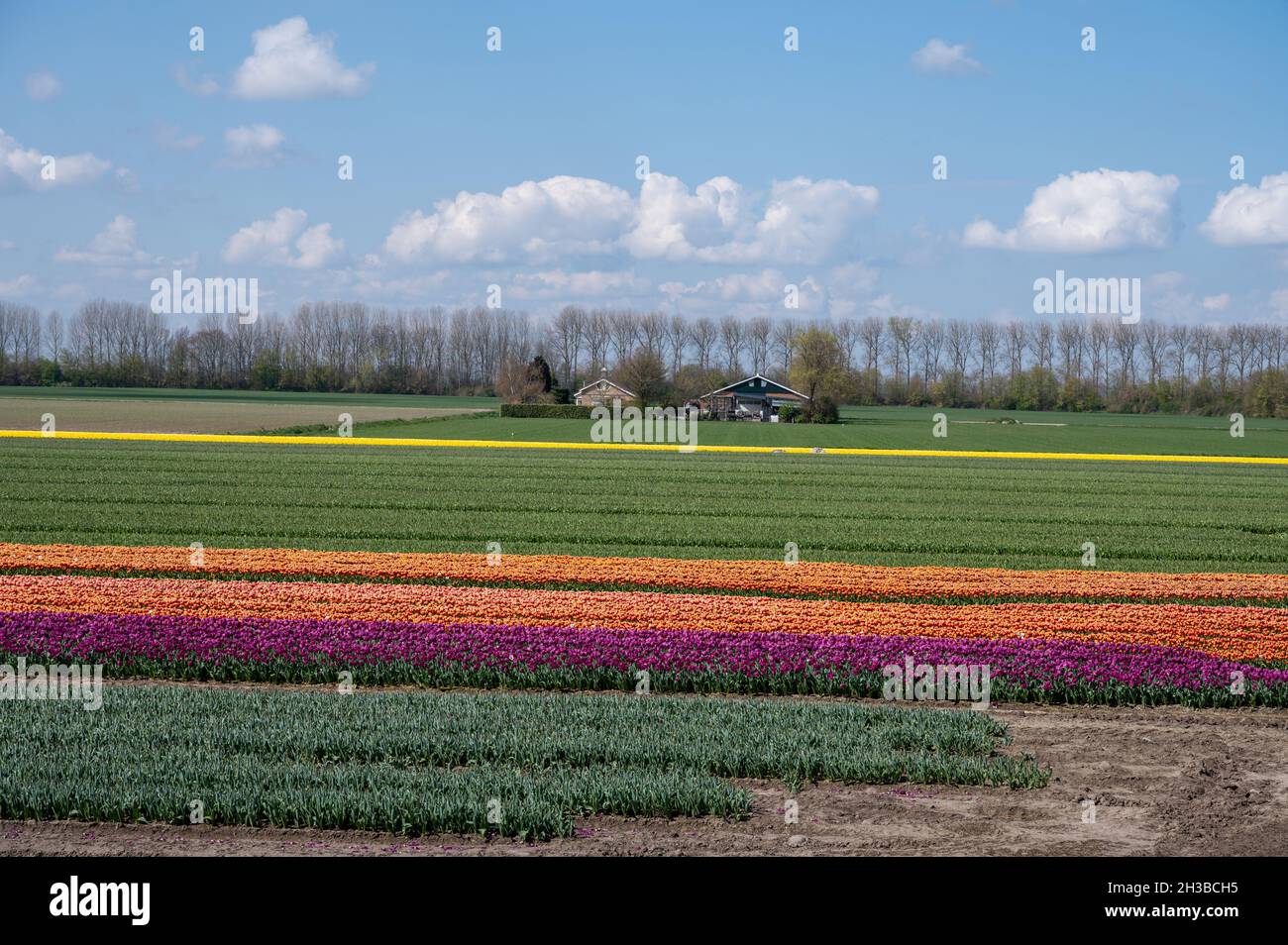 Dutch landscape, colorful tulip flowers fields in blossom in Zeeland ...