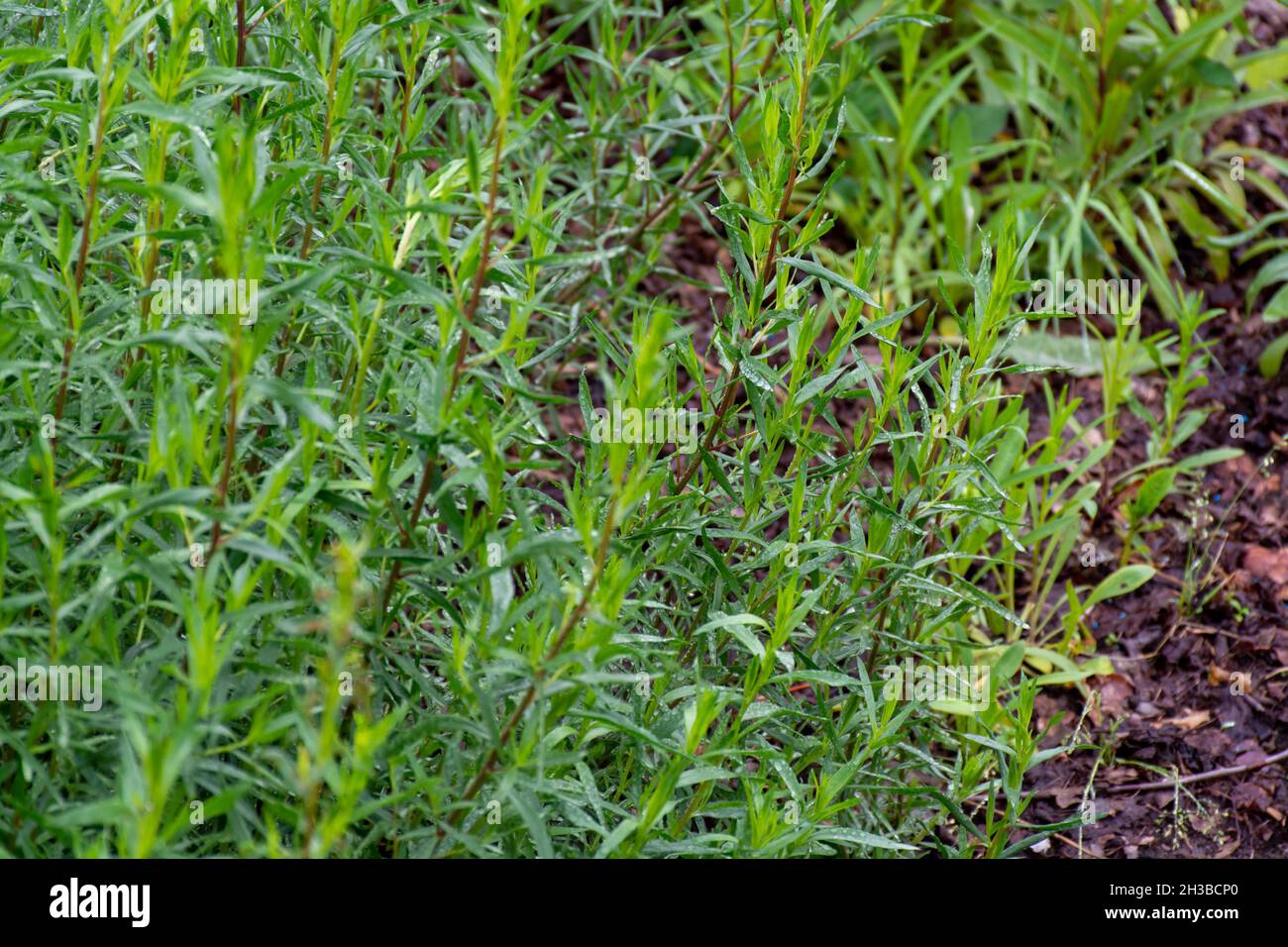Botanical collection, Artemisia dracunculus or taragon kitchen herb growing in garden Stock Photo