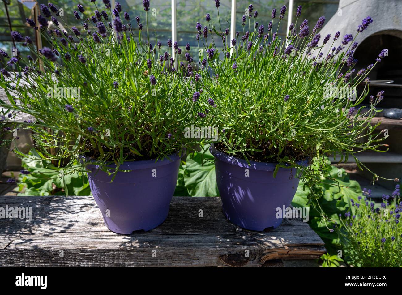 Purple lavender flowers in blossom on plants in violet pots in garden Stock Photo